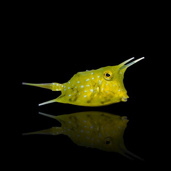 Lactoria cornuta (Cow fish)