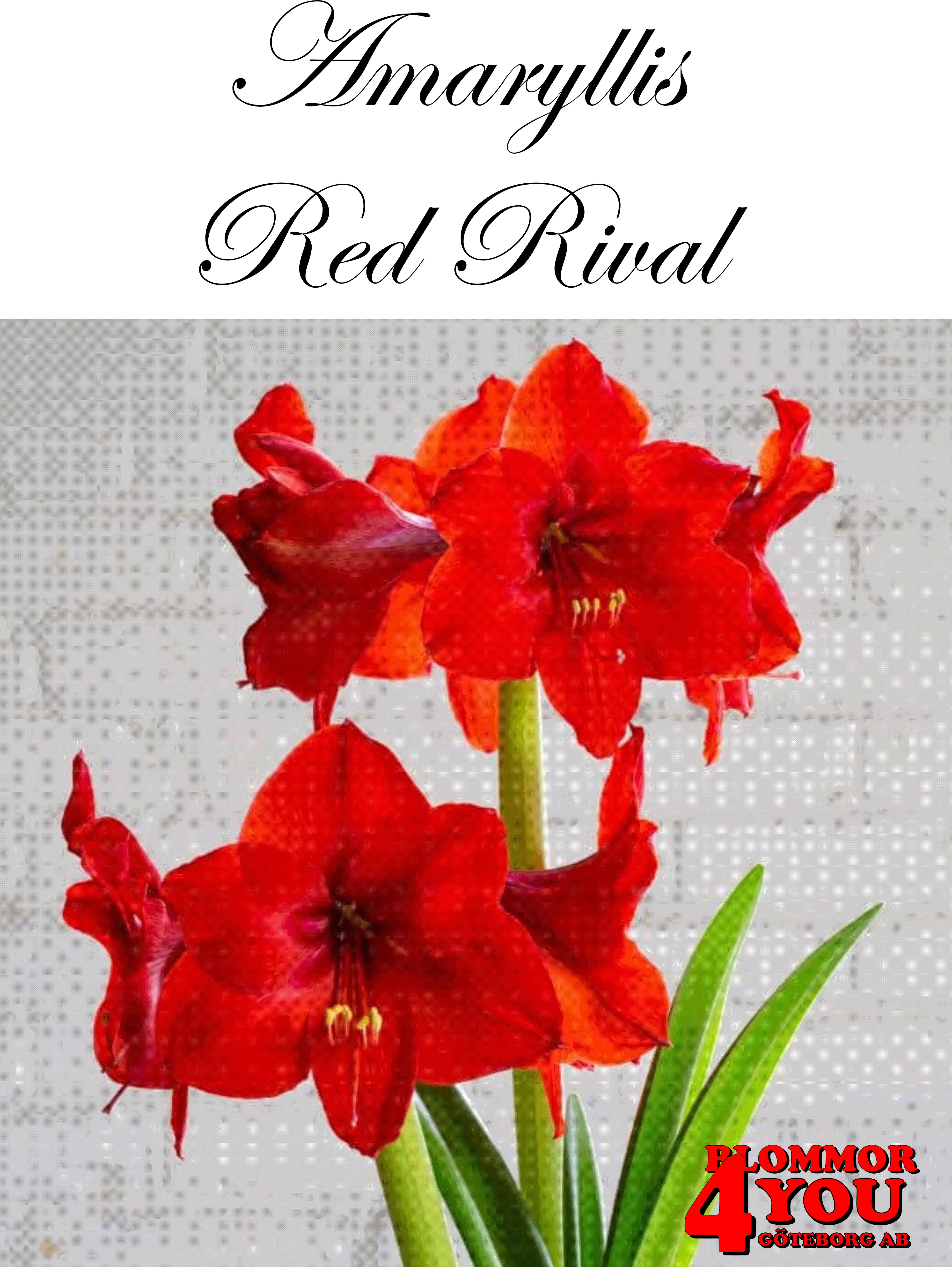 Amaryllis   Jumbo Red Rival    Lökstorlek: 36/+