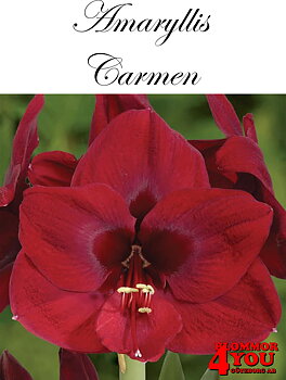 Amaryllis   Jumbo Carmen   Lökstorlek: 34/+