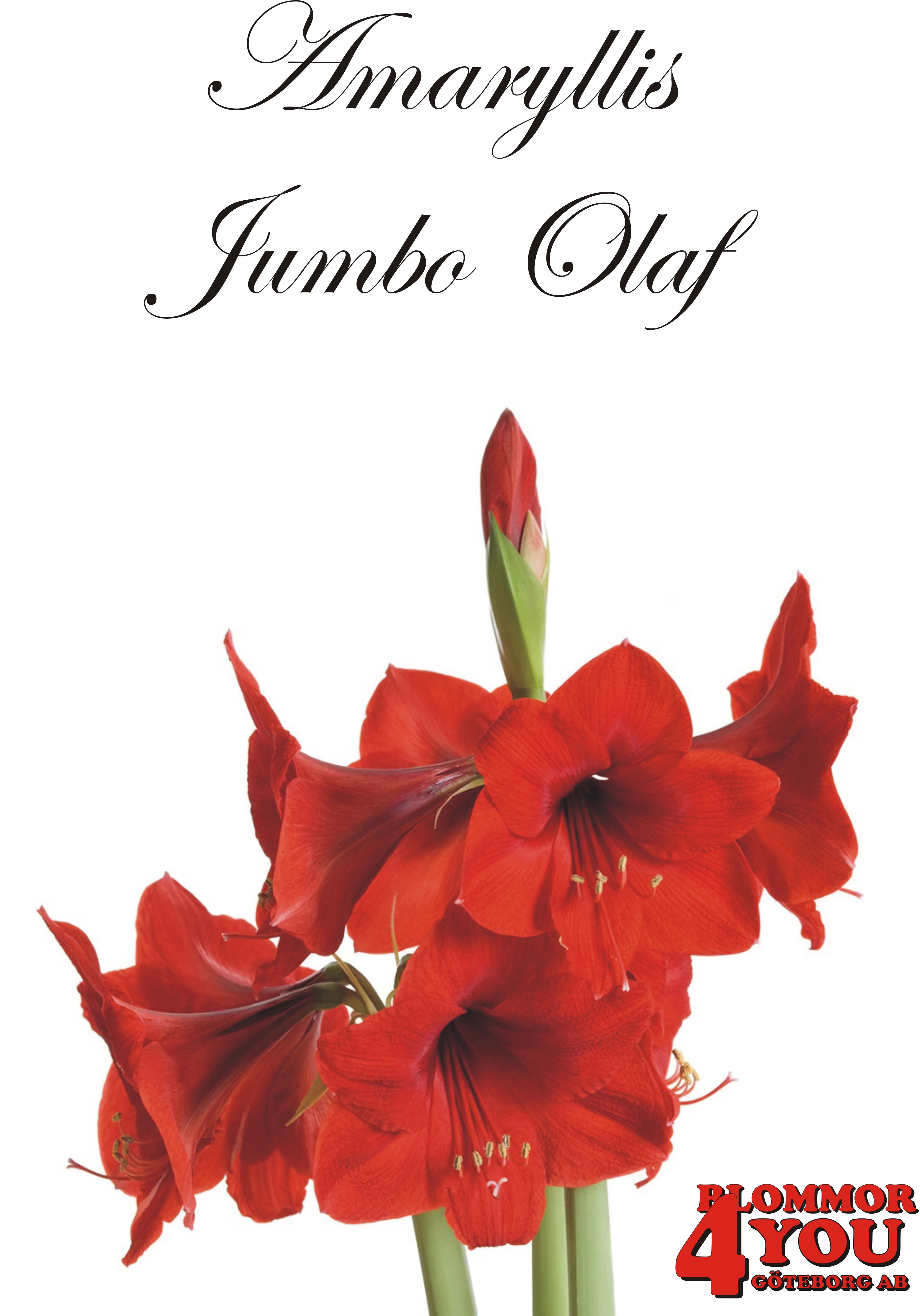 Amaryllis   Jumbo Olaf  Lökstorlek: *32/34