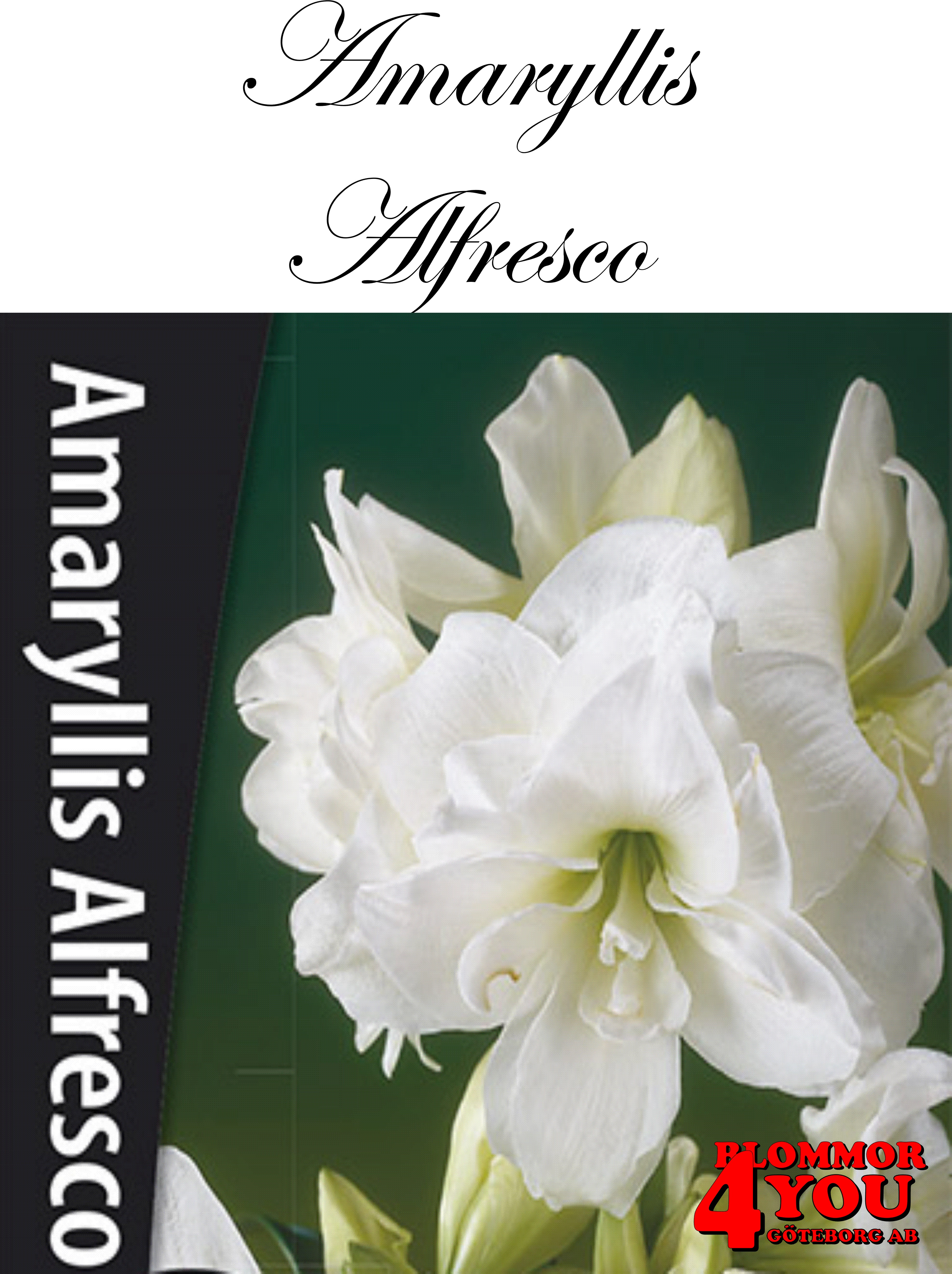 Amaryllis   Alfresco  Lökstorlek: 22/24