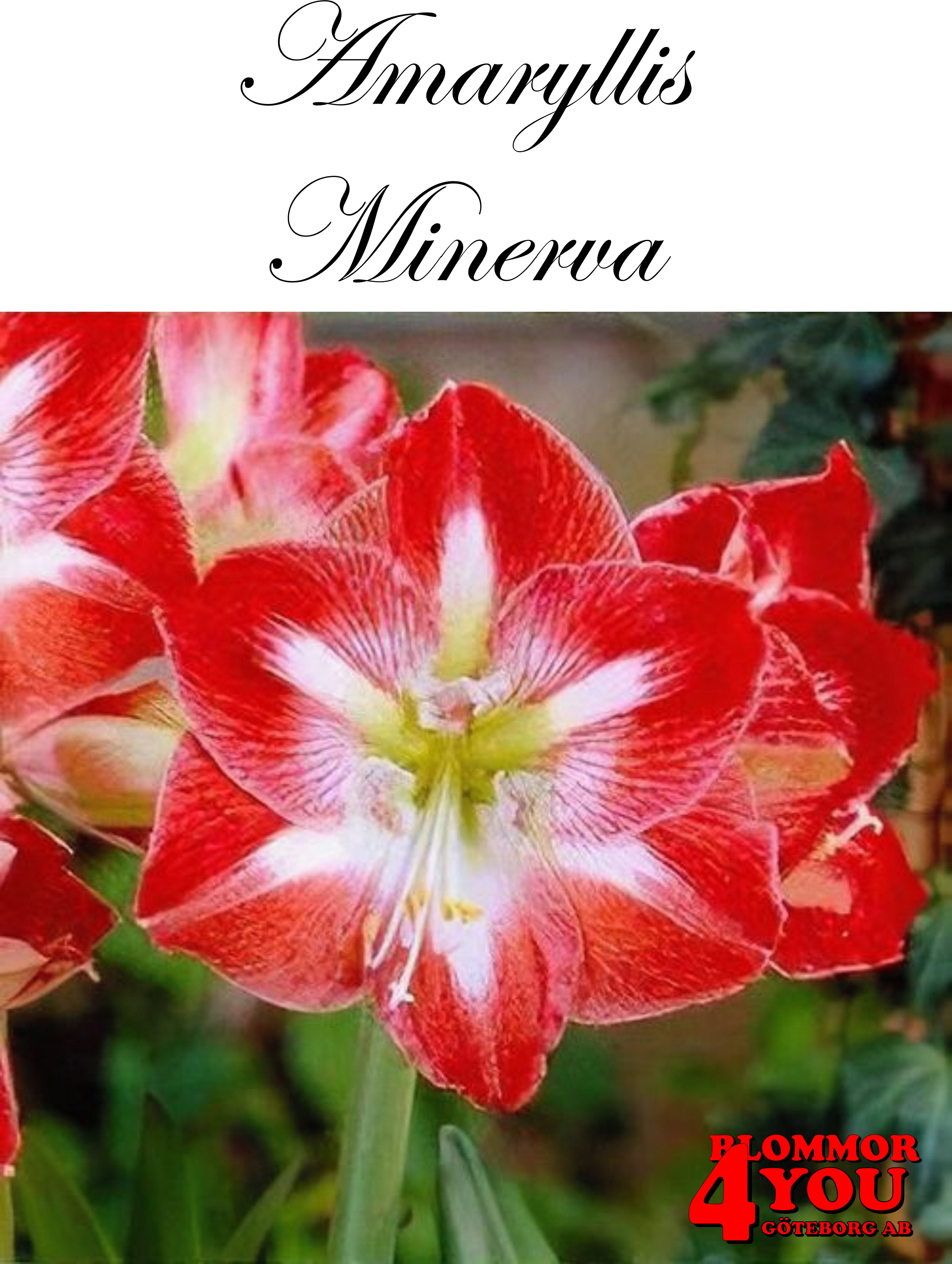7545  Amaryllis  Minerva   Lökstorlek: 26/28