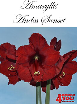7560   Amaryllis  Andes Sunset   Lökstorlek: *28/30