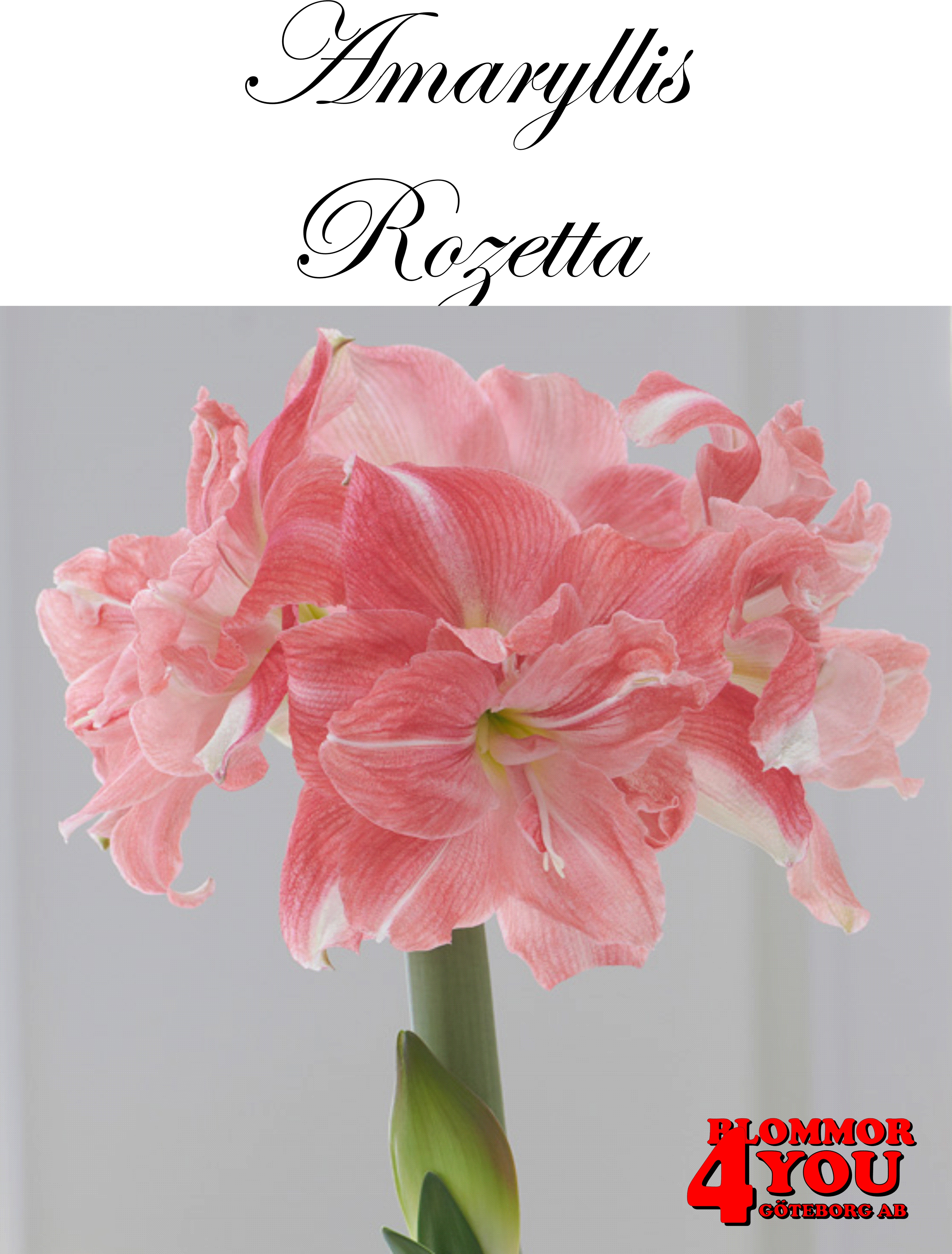 Amaryllis  Rozetta   Lökstorlek: *28/32
