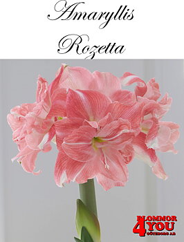 Amaryllis  Rozetta   Lökstorlek: *28/32