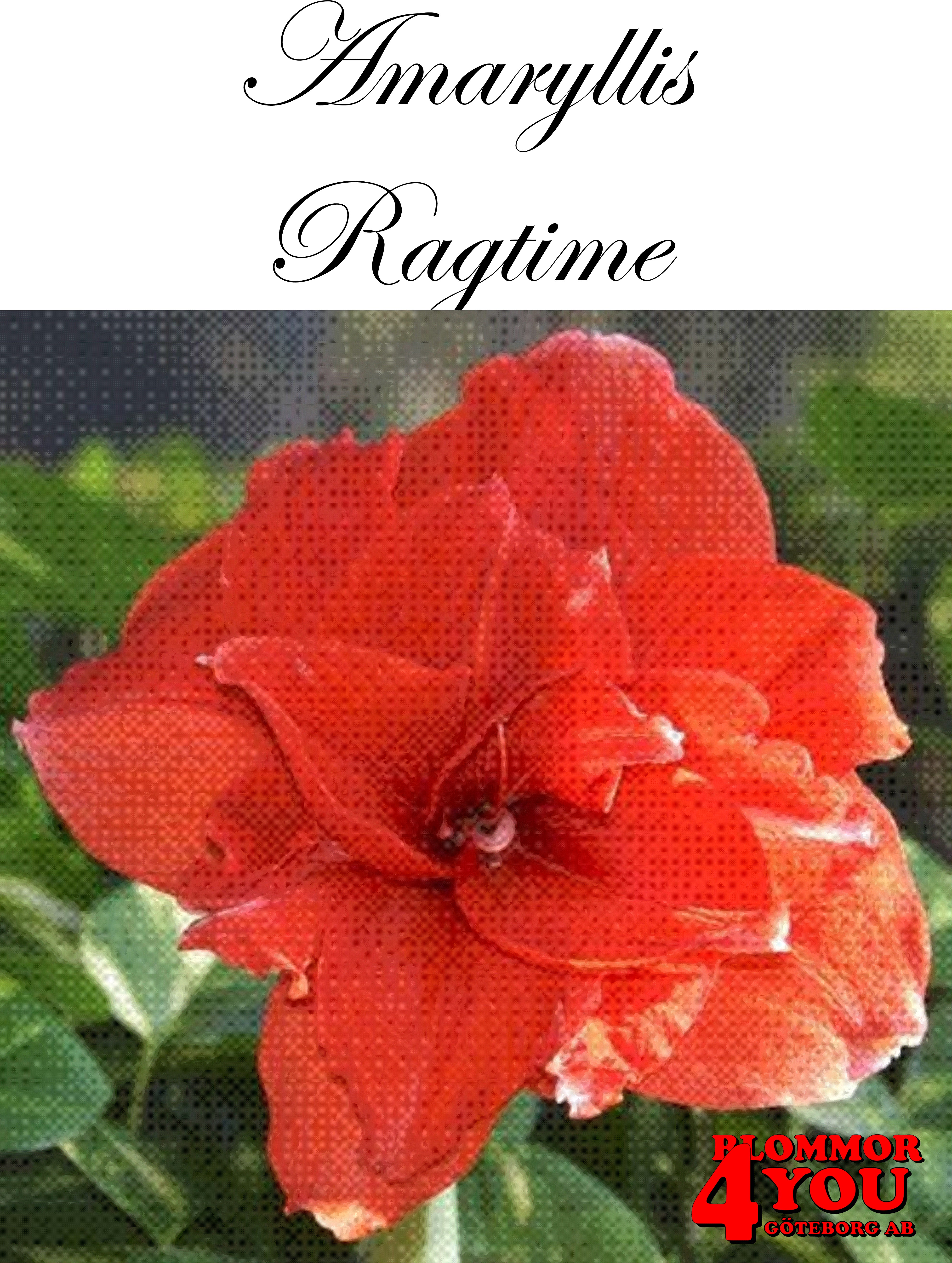 Amaryllis  Ragtime   Lökstorlek: *28/32
