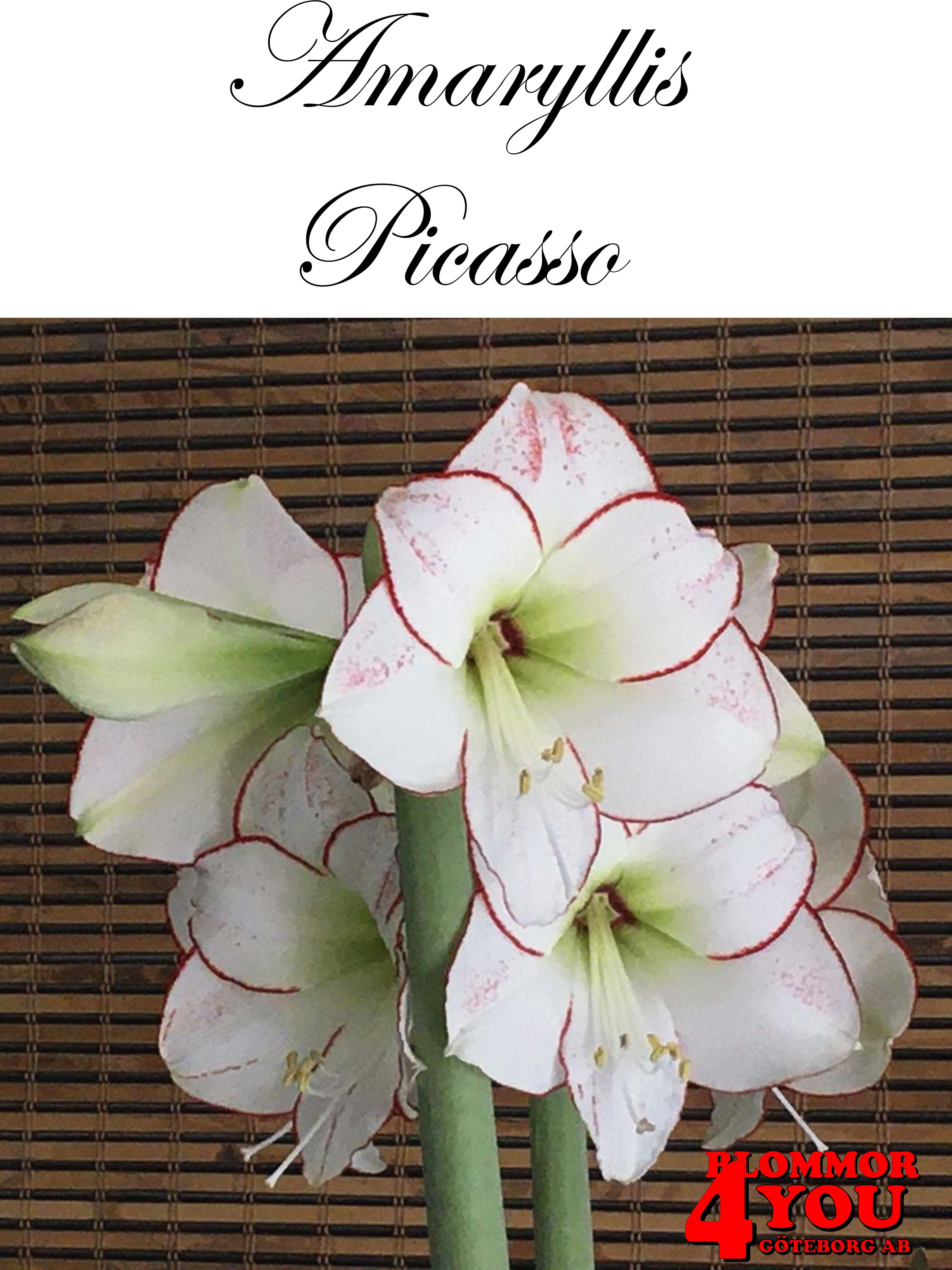 7555   Amaryllis Picasso Lökstorlek: 26/28