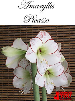7555   Amaryllis Picasso Lökstorlek: 26/28