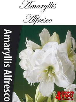 Amaryllis  Alfresco   Lökstorlek: *26/30