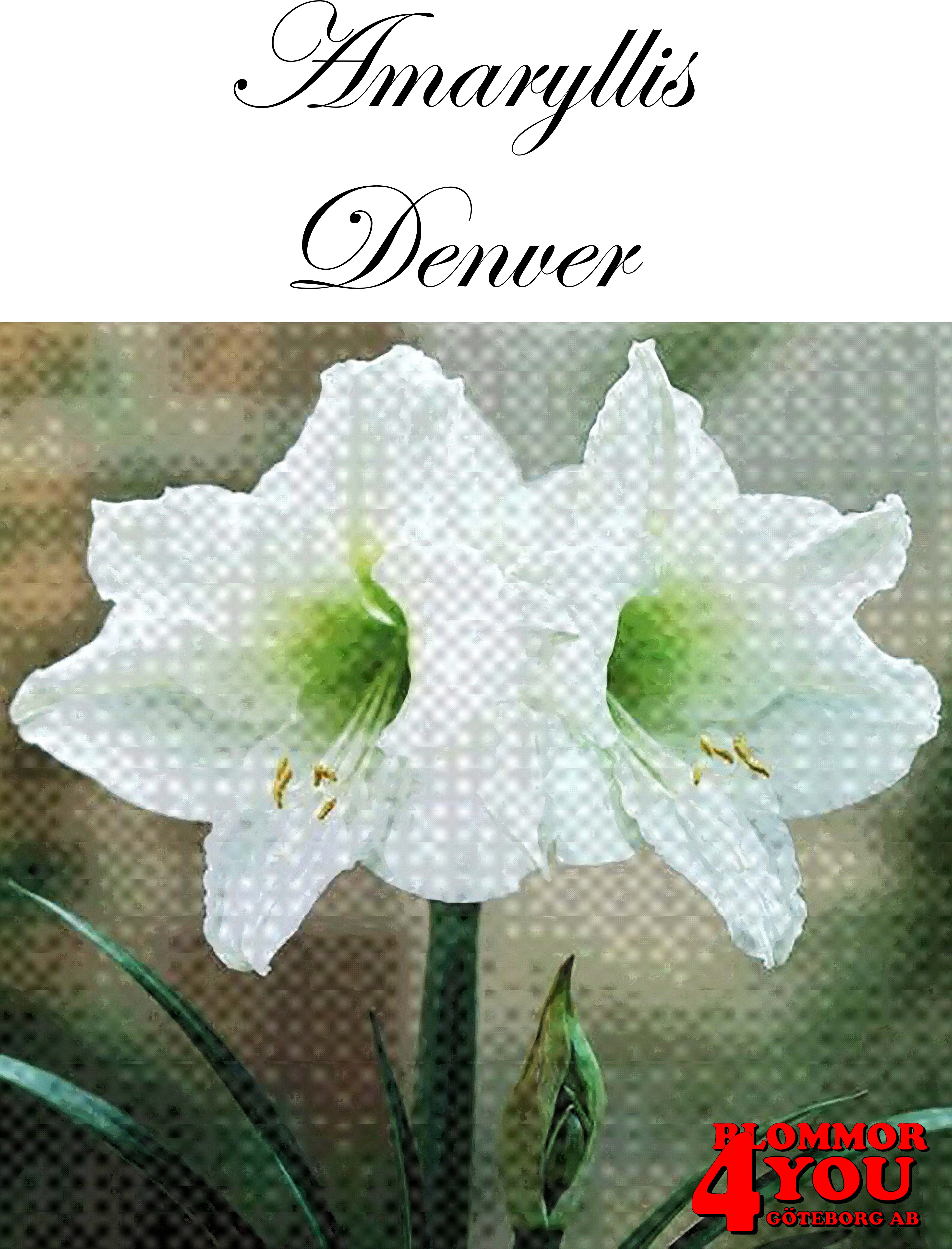 7561  Amaryllis  Denver  Lökstorlek: *30/32