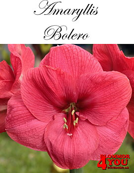 Amaryllis   Jumbo  Bolero    Lökstorlek: *34/38
