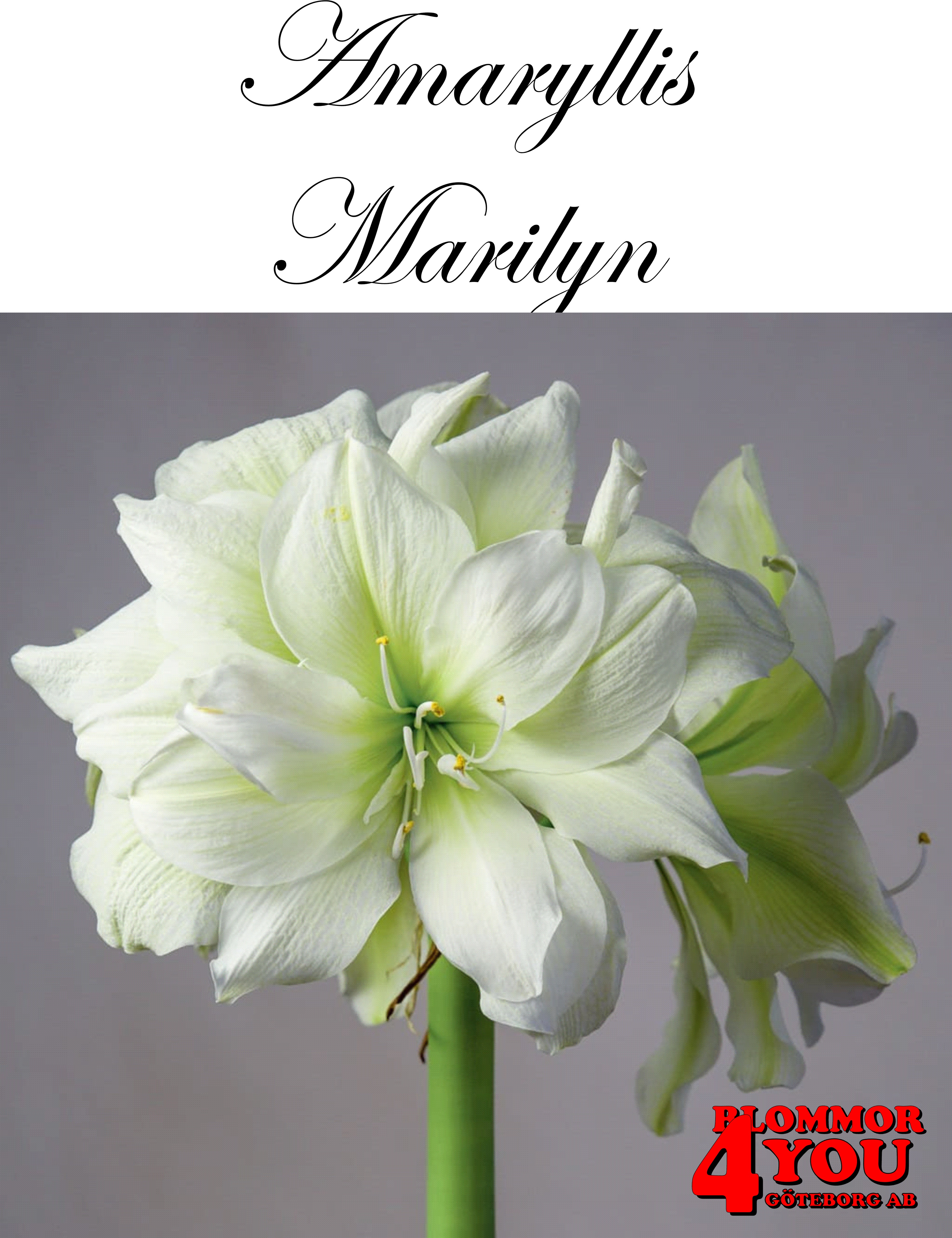 Amaryllis   Jumbo Marilyn  Lökstorlek: *32/34