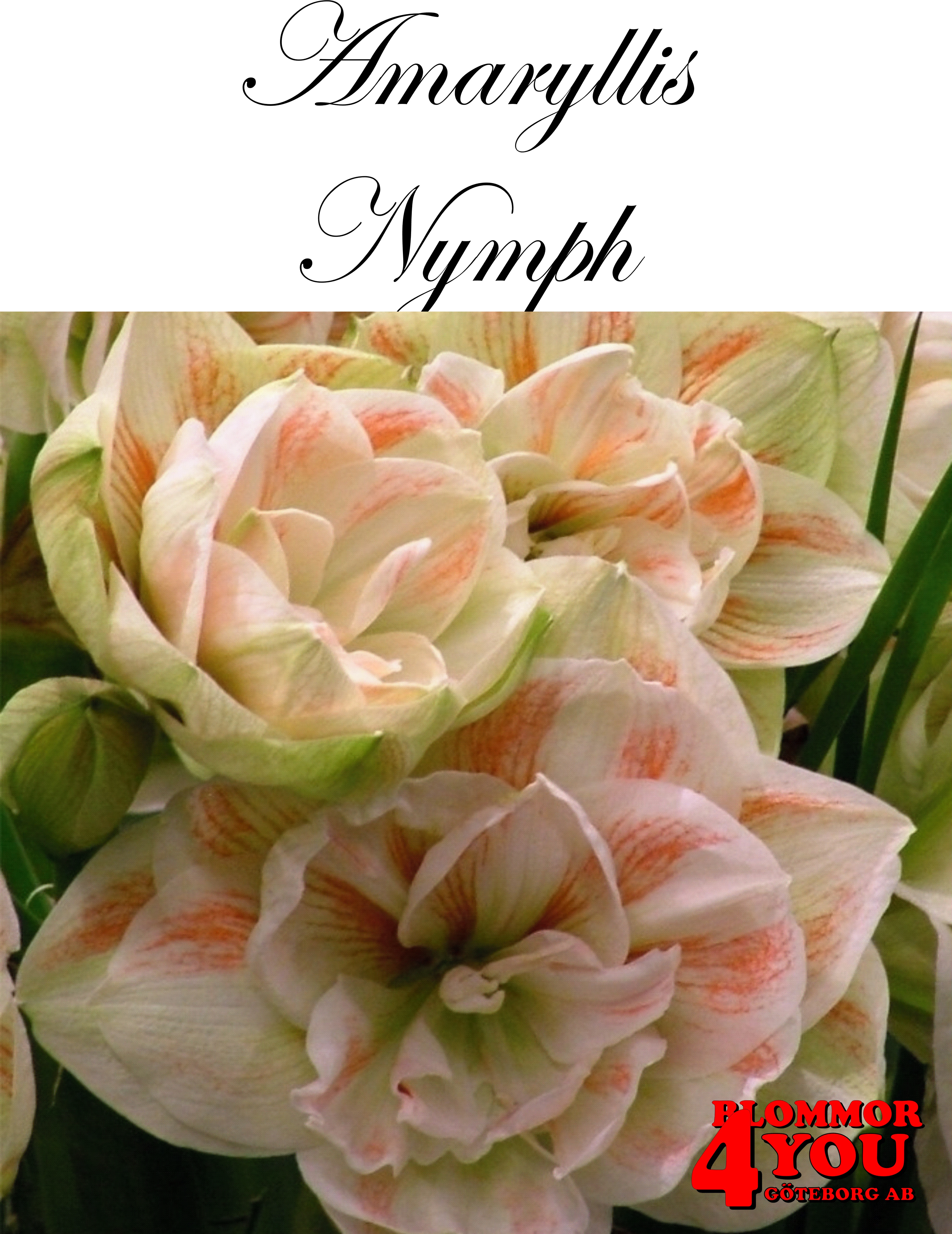 Amaryllis   Jumbo Nymph  Lökstorlek: 30/32