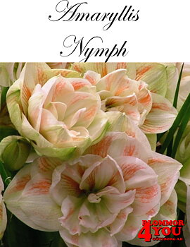 Amaryllis   Jumbo Nymph  Lökstorlek: 30/32