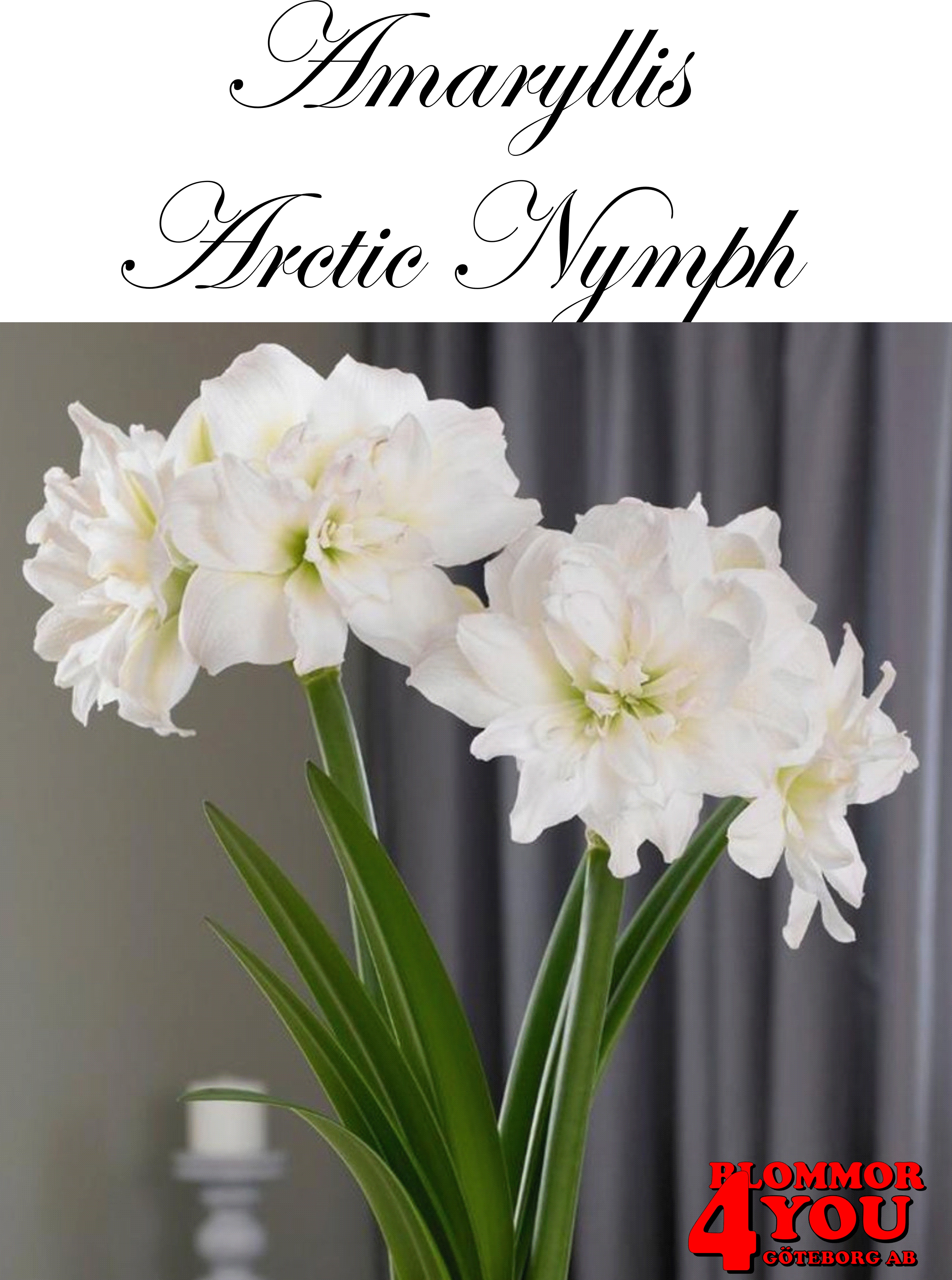 Amaryllis   Artic Nymph  Lökstorlek: 28/32