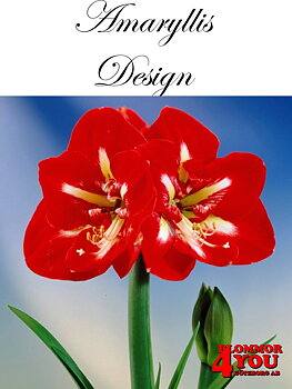 Amaryllis   Jumbo Design  Lökstorlek: 34/+