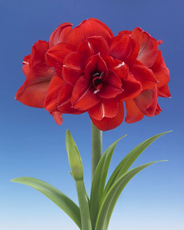 7525  Amaryllis  Jumbo Double King  Lökstorlek: *32/34 - 2