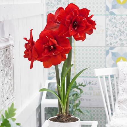 7525  Amaryllis  Jumbo Double King  Lökstorlek: *32/34 - 3