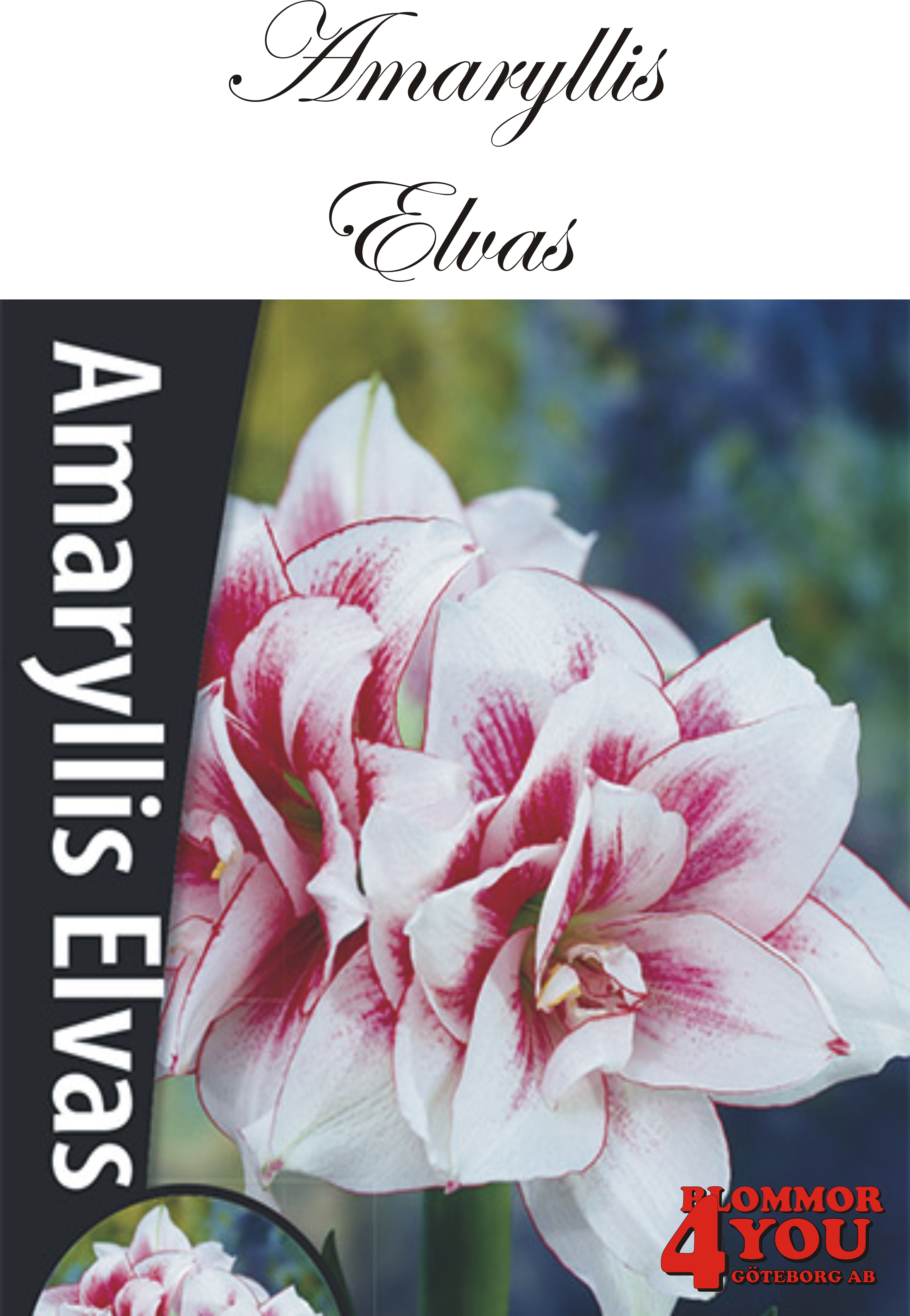 57036   Amaryllis  Jumbo Elvaz  Lökstorlek: *34/36