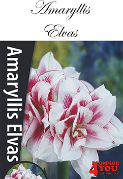 57036   Amaryllis  Jumbo Elvaz  Lökstorlek: *34/36