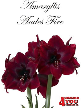 7539  Amaryllis  Jumbo Andes Fire Lökstorlek: *34/+