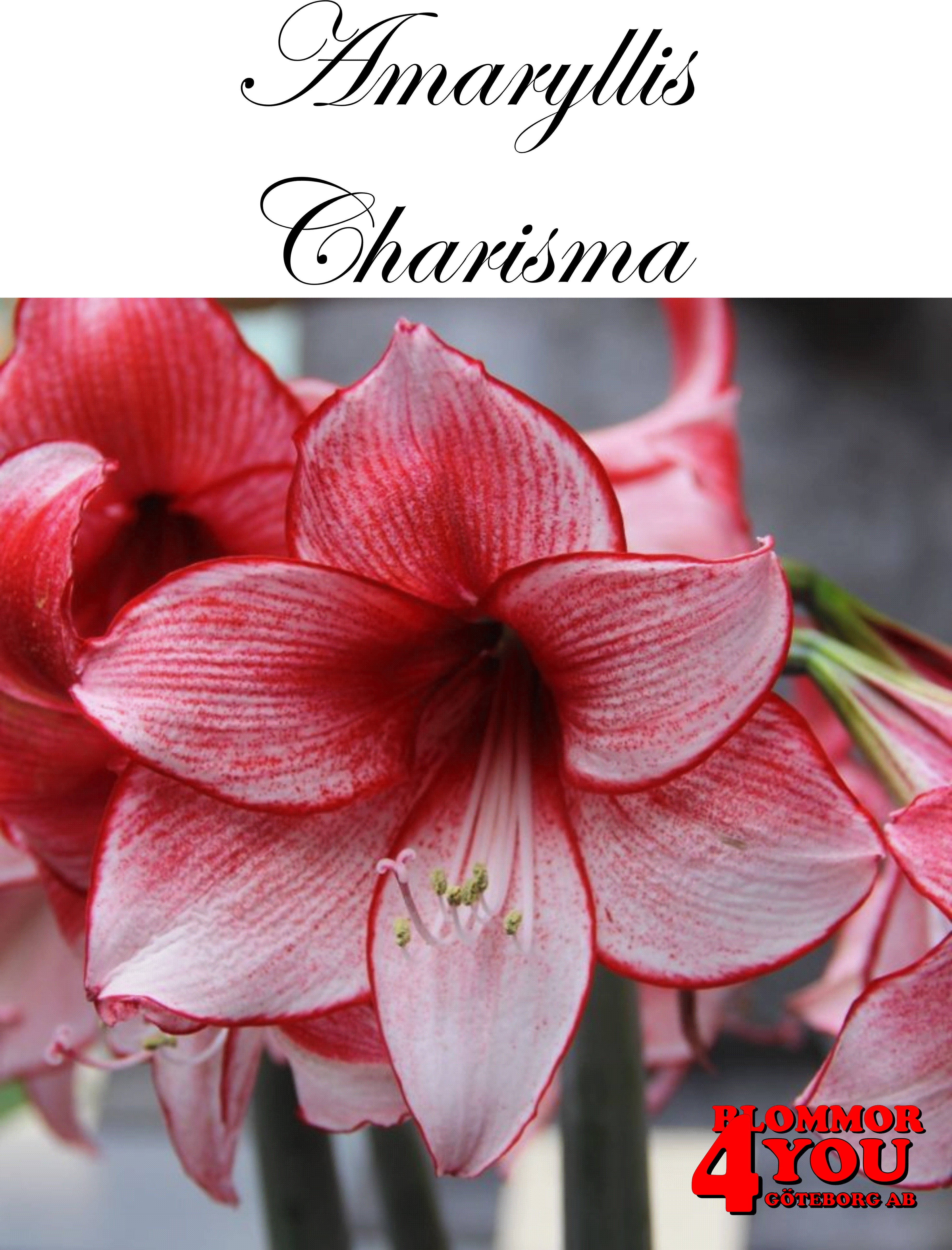 7558   Amaryllis  Charisma  Lökstorlek: *28/30