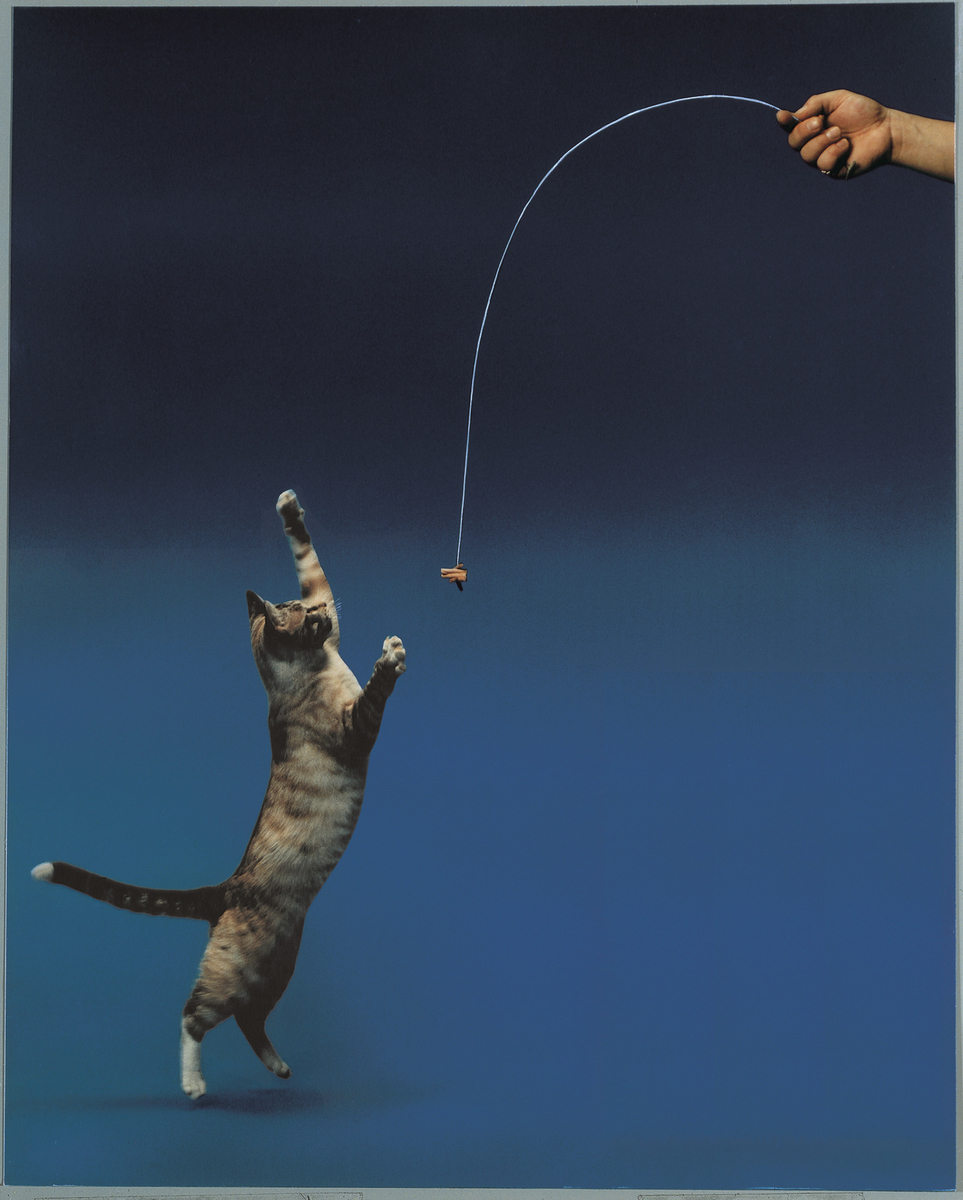 Cat Dancer Original - 3
