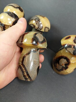 Septaria  Svampar