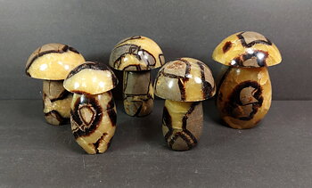 Septaria  Svampar