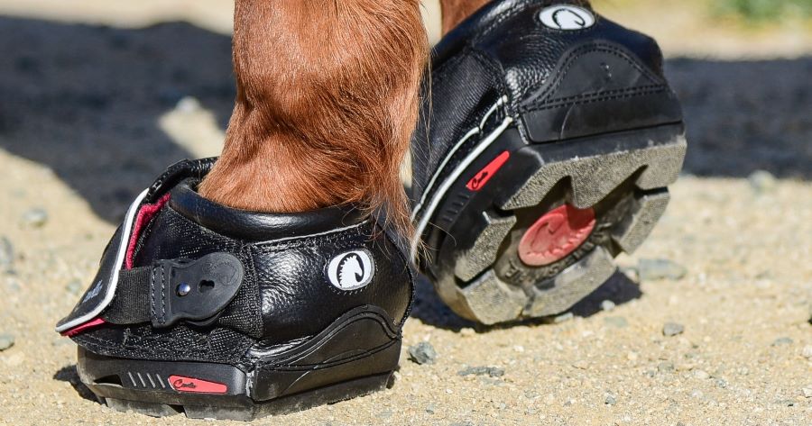 Cavallo Sport REGULAR - 2
