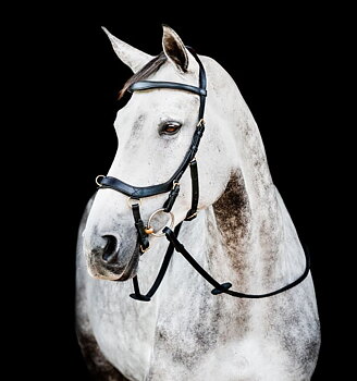 Horseware Micklem 2 Multi Suitset - Musta