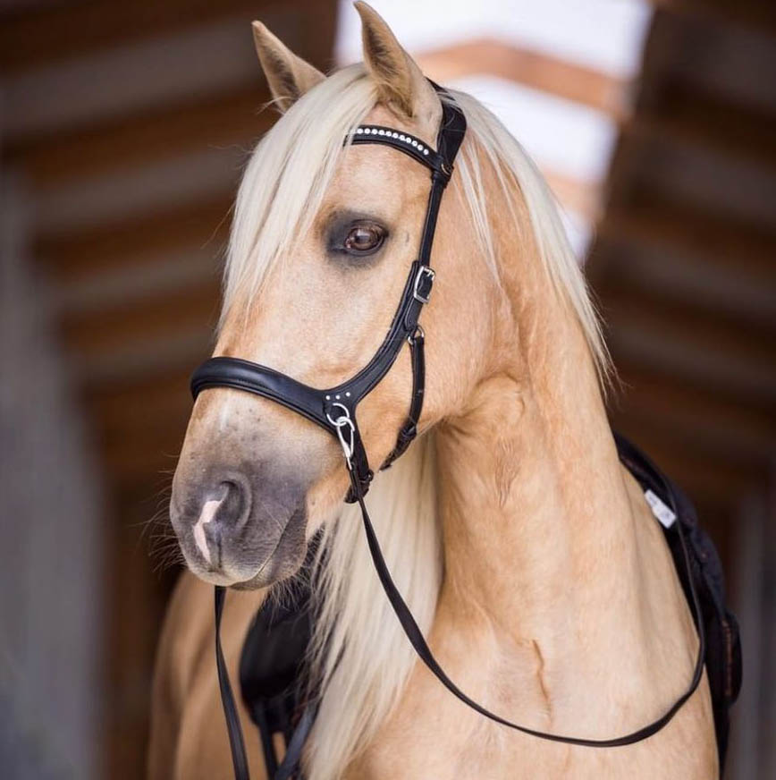 Sidepull, anatomical F.R.A® 'Rebecca' (incl reins)