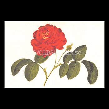 Blommor Vykort Nr: 184 - 10 x 15 cm - 430