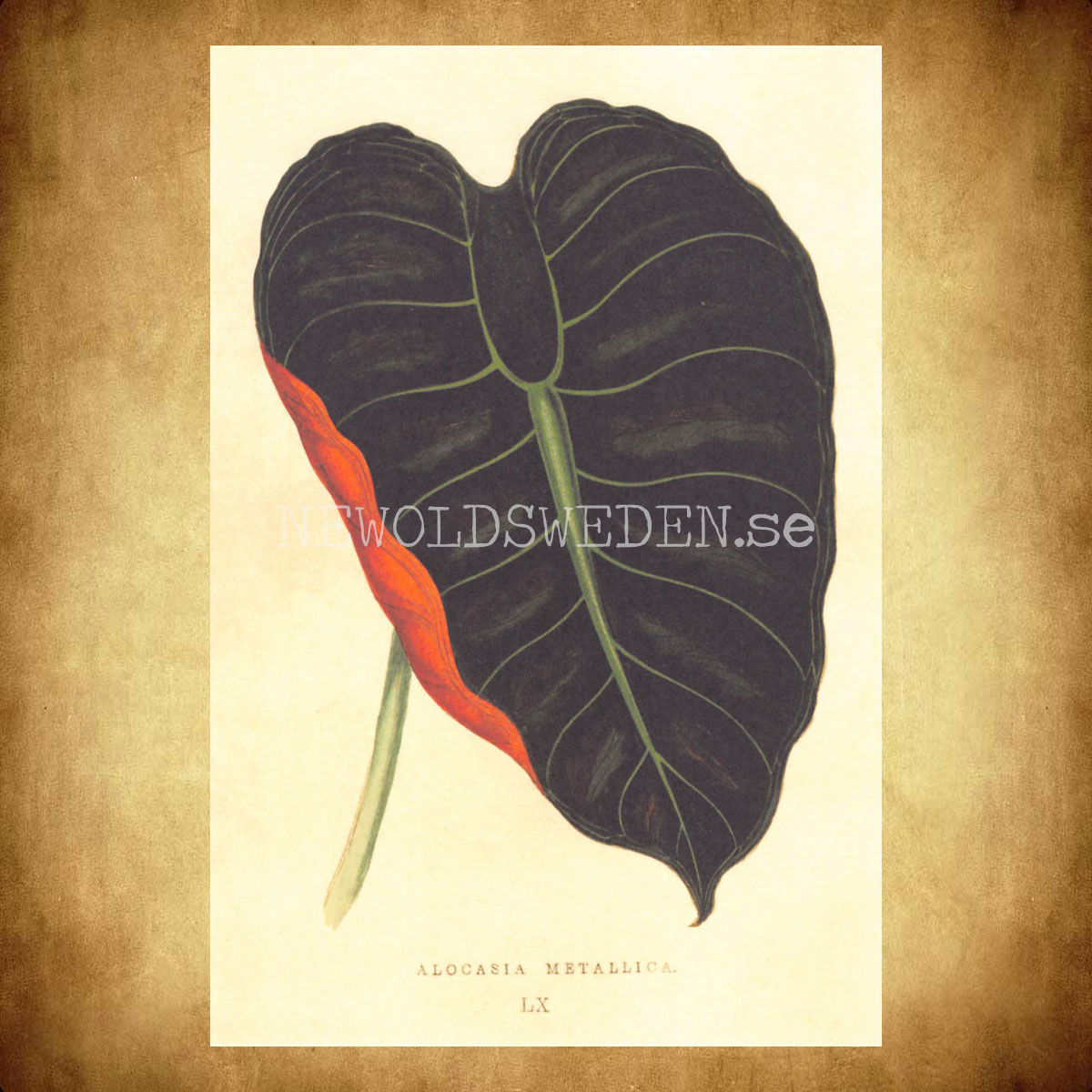 ALOCASIA METALLICA Vintage Vykort Nr: 192 - 10 x 15 cm - 430 - 2