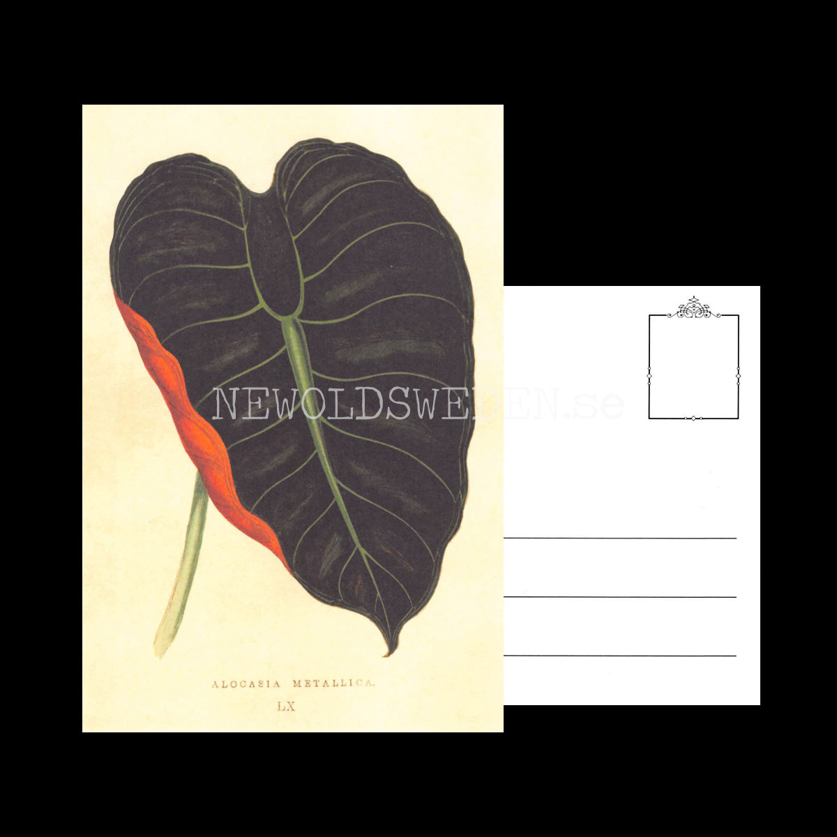 ALOCASIA METALLICA Vintage Vykort Nr: 192 - 10 x 15 cm - 430 - 3