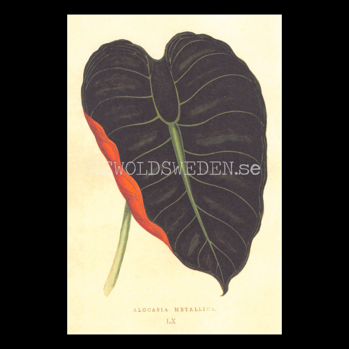 ALOCASIA METALLICA Vintage Vykort Nr: 192 - 10 x 15 cm - 430