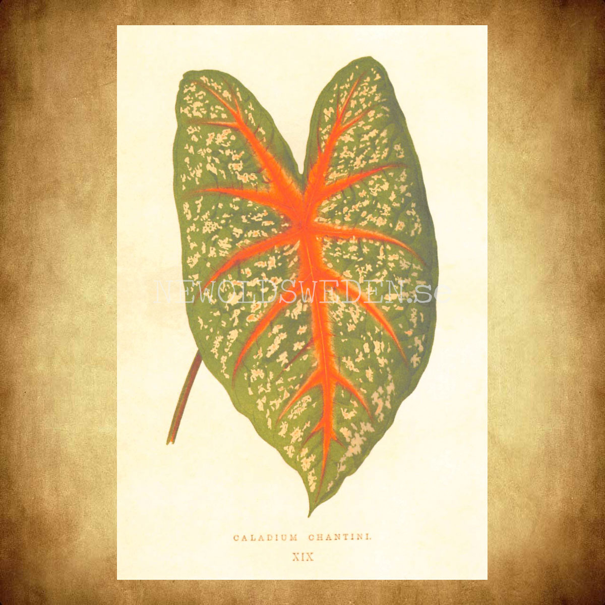 CALADIUM CHANTINI Vintage Vykort Nr: 191 - 10 x 15 cm - 430 - 2