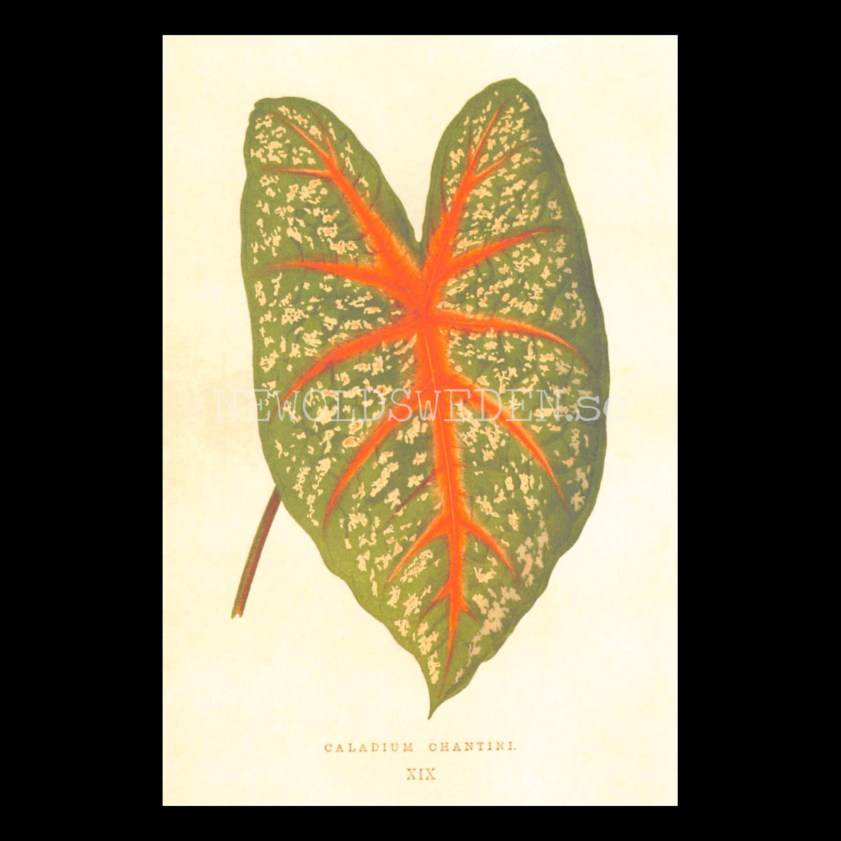 CALADIUM CHANTINI Vintage Vykort Nr: 191 - 10 x 15 cm - 430