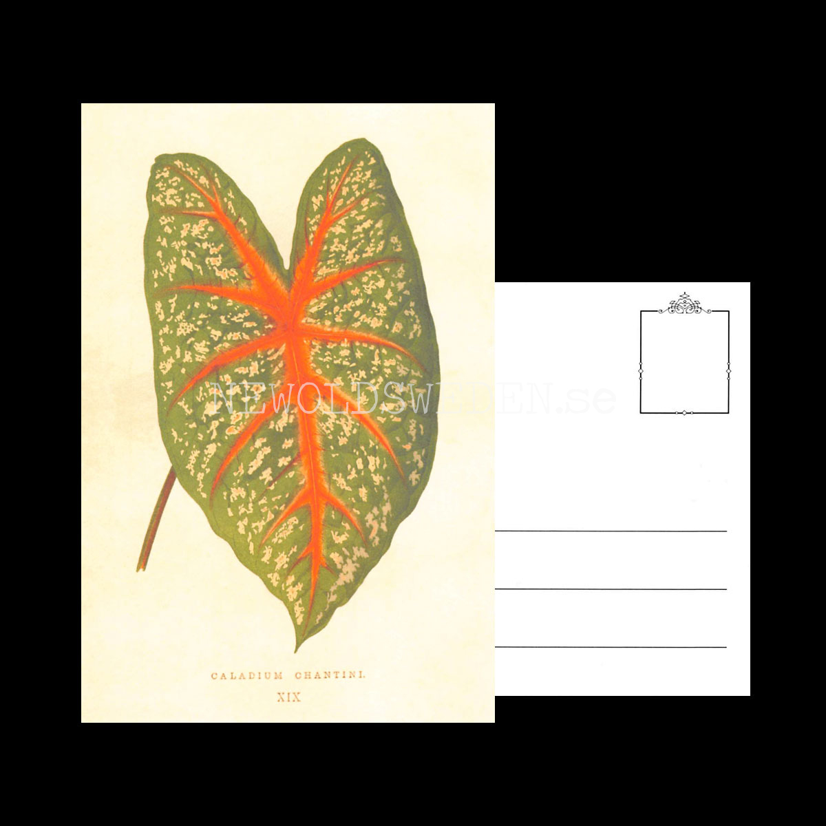 CALADIUM CHANTINI Vintage Vykort Nr: 191 - 10 x 15 cm - 430 - 3