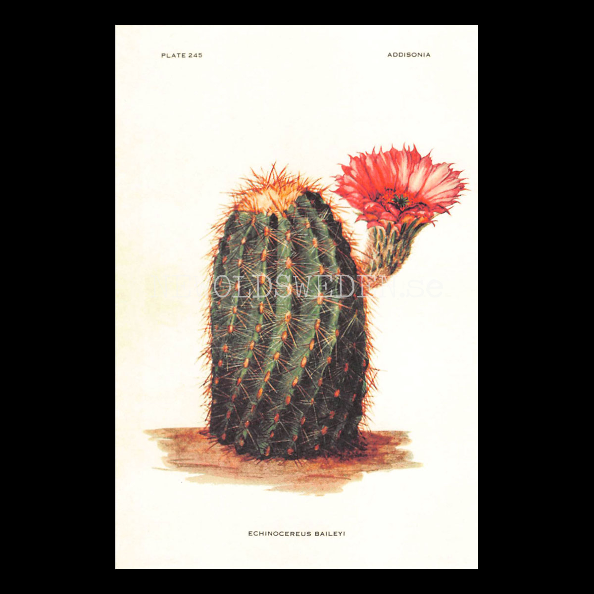 ECHINOCERUS BAILEYI Vintage Vykort Nr: 189 - 10 x 15 cm - 430