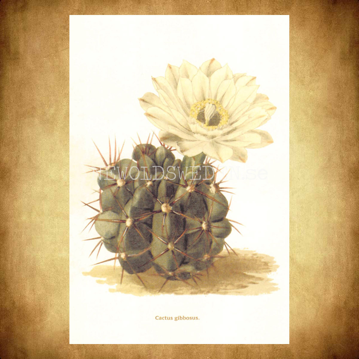 Cactus gibbosus Vintage Vykort Nr: 188 - 10 x 15 cm - 430 - 2