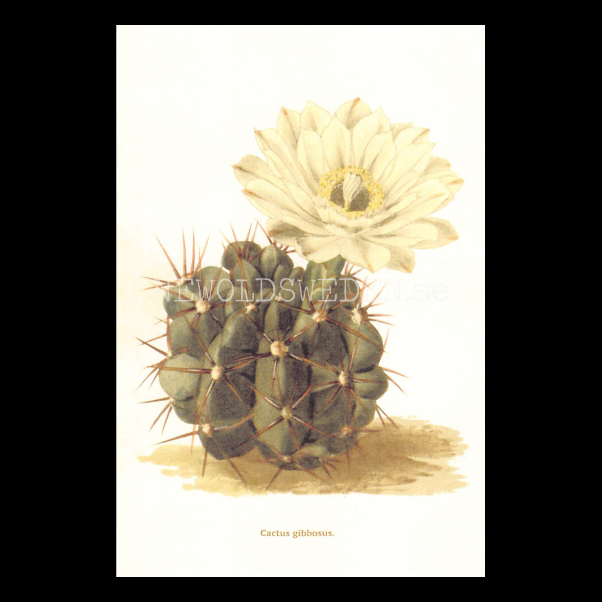 Cactus gibbosus Vintage Vykort Nr: 188 - 10 x 15 cm - 430