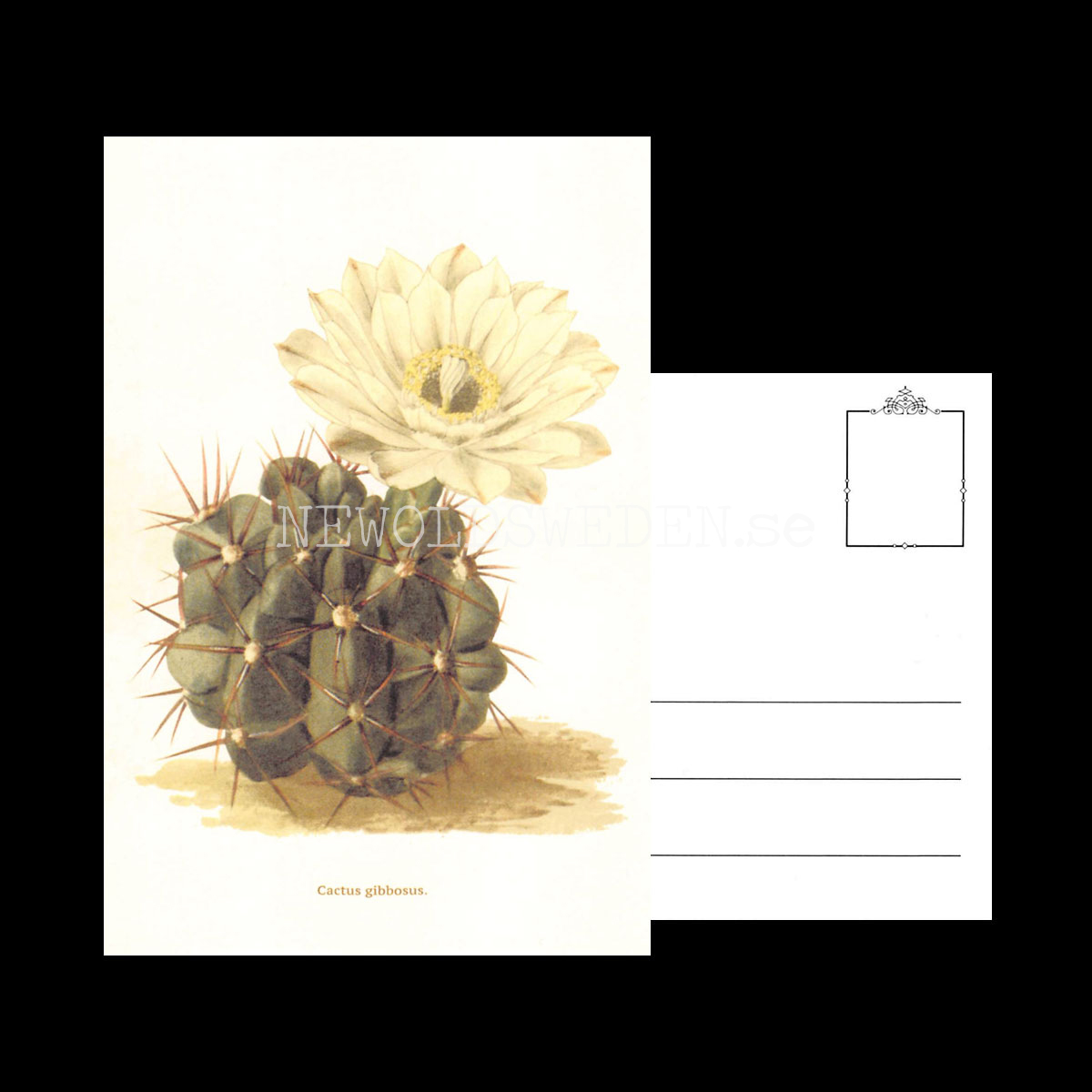 Cactus gibbosus Vintage Vykort Nr: 188 - 10 x 15 cm - 430 - 3