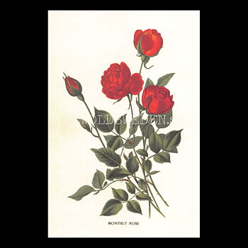 MONTHLY ROSE Vintage Vykort Nr: 185 - 10 x 15 cm - 430