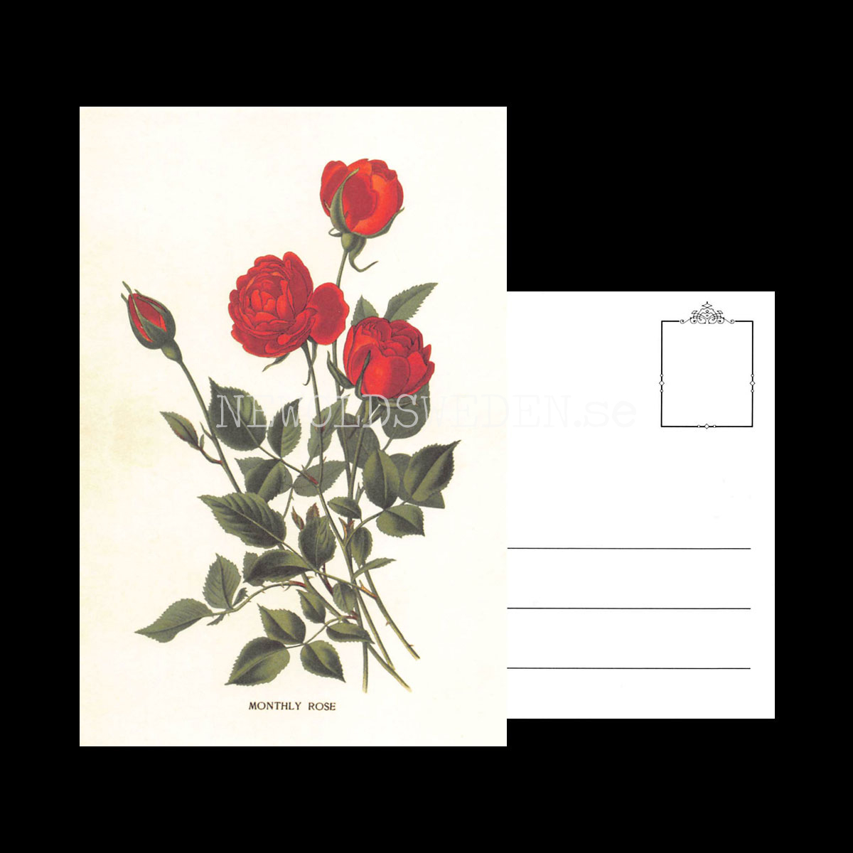 MONTHLY ROSE Vintage Vykort Nr: 185 - 10 x 15 cm - 430 - 3