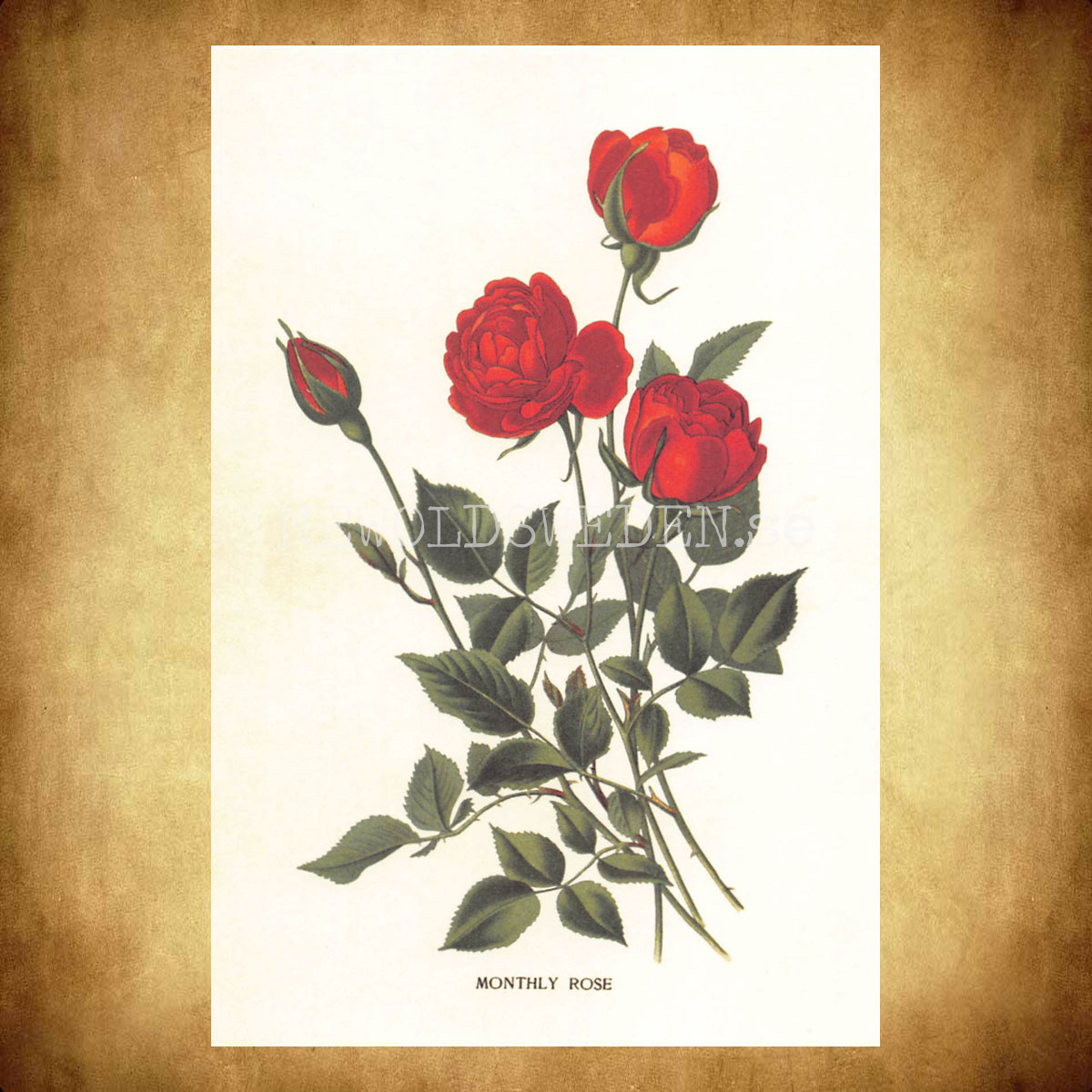 MONTHLY ROSE Vintage Vykort Nr: 185 - 10 x 15 cm - 430 - 2
