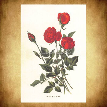 MONTHLY ROSE Vintage Vykort Nr: 185 - 10 x 15 cm - 430