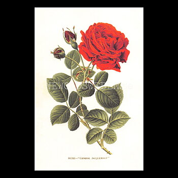 ROSE GENERAL JACQUEMINOT Vintage Vykort Nr: 183 - 10 x 15 cm - 430