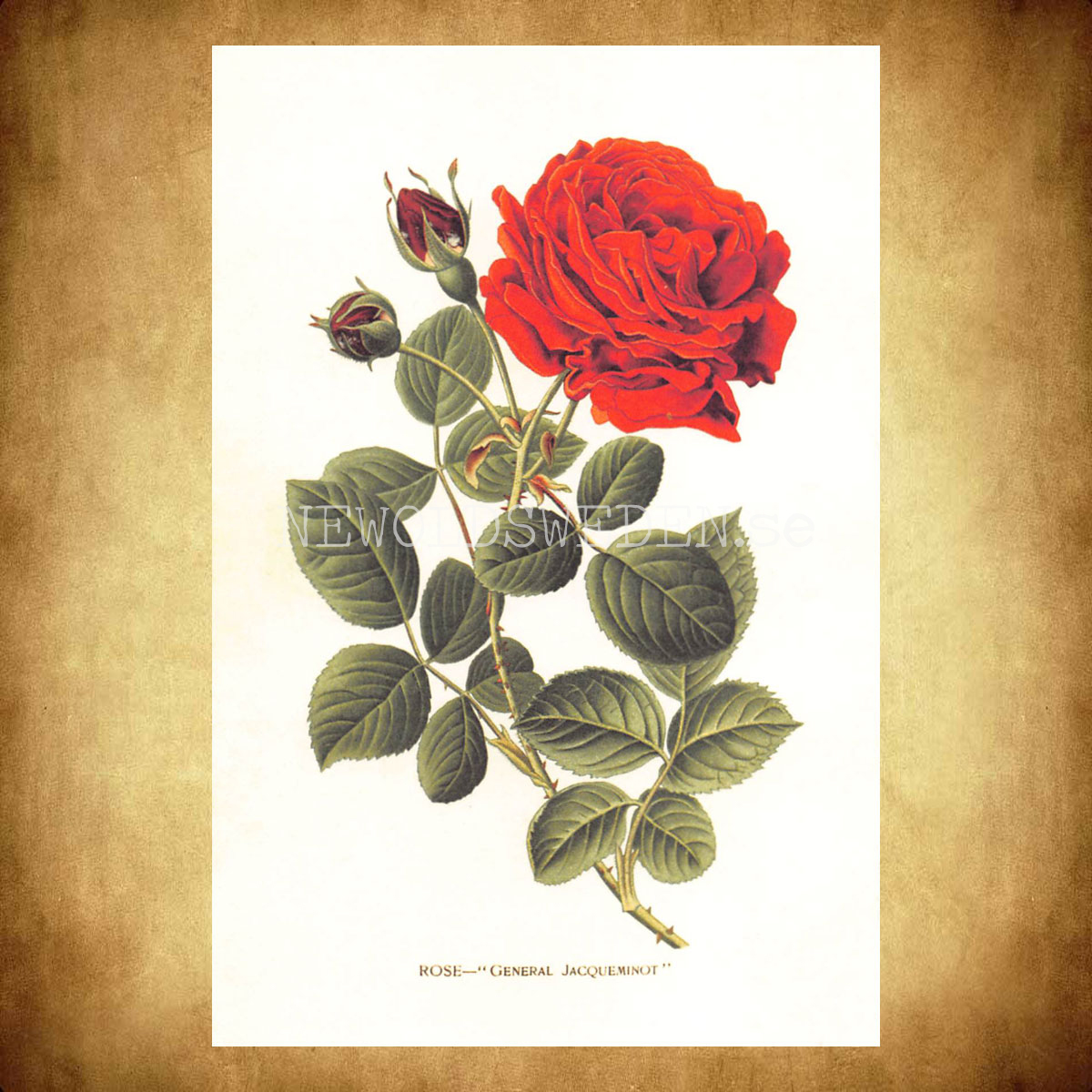 ROSE GENERAL JACQUEMINOT Vintage Vykort Nr: 183 - 10 x 15 cm - 430 - 2