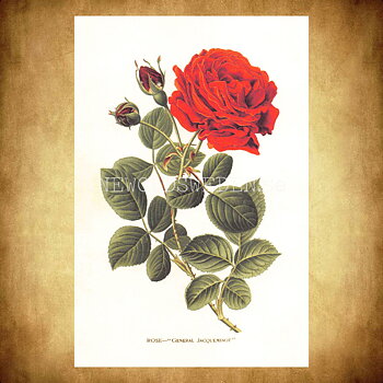 ROSE GENERAL JACQUEMINOT Vintage Vykort Nr: 183 - 10 x 15 cm - 430
